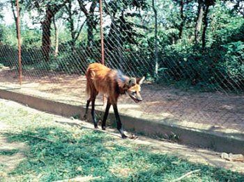 Мария Сигалова, Екатерина Печенихина - Бразилия