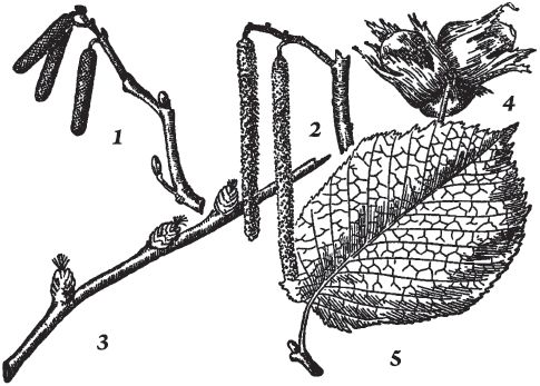 Александр Цингер - Занимательная ботаника