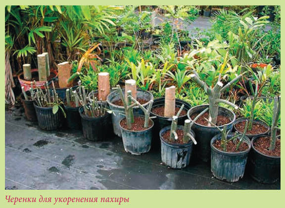 Мария Згурская - Пальмы