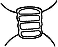 Александр Цингер - Занимательная ботаника