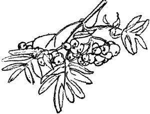 Сергей Есенин, А. Гулин - "Душа грустит о небесах..." Стихотворения и поэмы