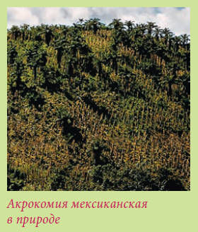 Мария Згурская - Пальмы