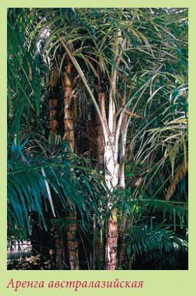 Мария Згурская - Пальмы