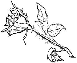 Сергей Есенин, А. Гулин - "Душа грустит о небесах..." Стихотворения и поэмы