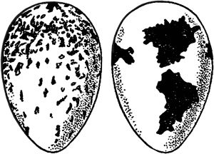 Александр Цингер - Занимательная ботаника