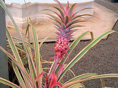 Мария Сигалова, Екатерина Печенихина - Бразилия