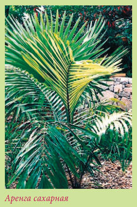 Мария Згурская - Пальмы