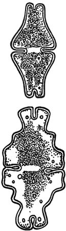 Александр Цингер - Занимательная ботаника