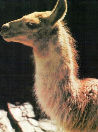 Жак-Ив Кусто, И. Паккале - Жизнь на краю земли