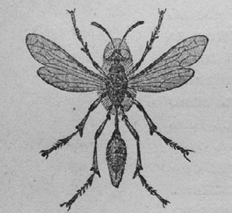 Илья Мечников - Этюды о природе человека