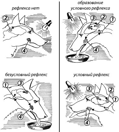 Константин Платонов - Занимательная психология