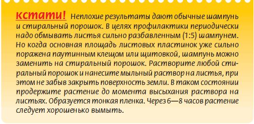 Мария Згурская - Пальмы