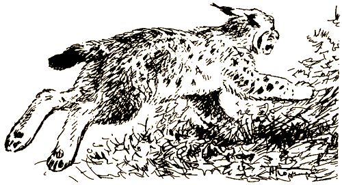 Валерий Янковский - Тигр, олень, женьшень