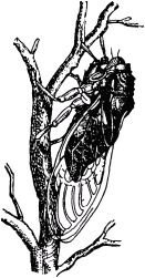 Жан-Анри Фабр - Жизнь насекомых. Рассказы энтомолога