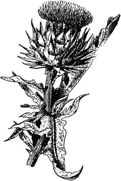 Жан-Анри Фабр - Жизнь насекомых. Рассказы энтомолога