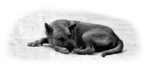 Николай Веракса, Александр Веракса - Проектная деятельность дошкольников....