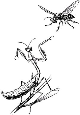 Жан-Анри Фабр - Жизнь насекомых. Рассказы энтомолога