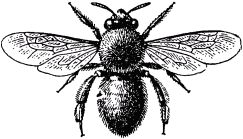 Жизнь насекомых. Рассказы энтомолога