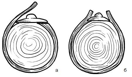 Галина Серикова - Прививка плодовых деревьев: распространенные ошибки и секреты...