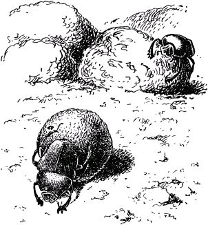 Жан-Анри Фабр - Жизнь насекомых. Рассказы энтомолога