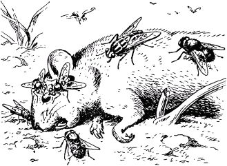 Жан-Анри Фабр - Жизнь насекомых. Рассказы энтомолога