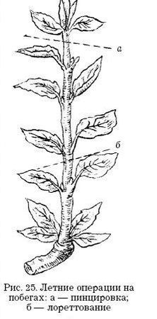 Оксана Петросян - Садовые деревья и кустарники