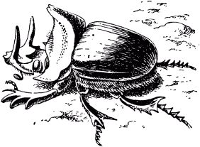 Жан-Анри Фабр - Жизнь насекомых. Рассказы энтомолога