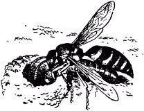 Жан-Анри Фабр - Жизнь насекомых. Рассказы энтомолога