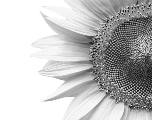 Ольга Зьомко, Дмитрий Сухаревский - Как заработать на фотографии в Интернете