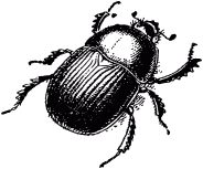 Жан-Анри Фабр - Жизнь насекомых. Рассказы энтомолога