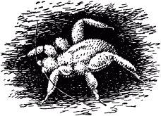 Жан-Анри Фабр - Жизнь насекомых. Рассказы энтомолога