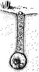 Жан-Анри Фабр - Жизнь насекомых. Рассказы энтомолога