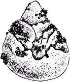 Жан-Анри Фабр - Жизнь насекомых. Рассказы энтомолога