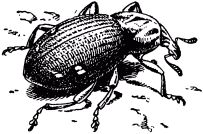 Жизнь насекомых. Рассказы энтомолога