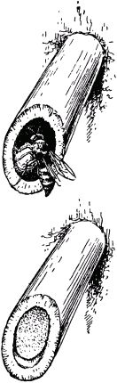 Жан-Анри Фабр - Жизнь насекомых. Рассказы энтомолога