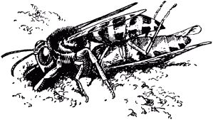 Жан-Анри Фабр - Жизнь насекомых. Рассказы энтомолога