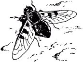 Жизнь насекомых. Рассказы энтомолога