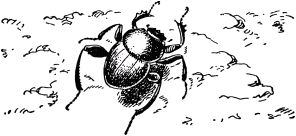 Жизнь насекомых. Рассказы энтомолога