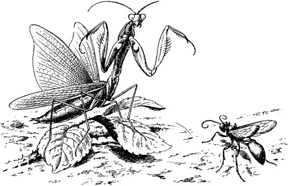 Жан-Анри Фабр - Жизнь насекомых. Рассказы энтомолога