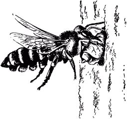 Жан-Анри Фабр - Жизнь насекомых. Рассказы энтомолога