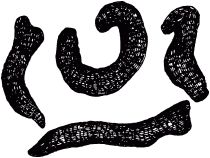 Жан-Анри Фабр - Жизнь насекомых. Рассказы энтомолога