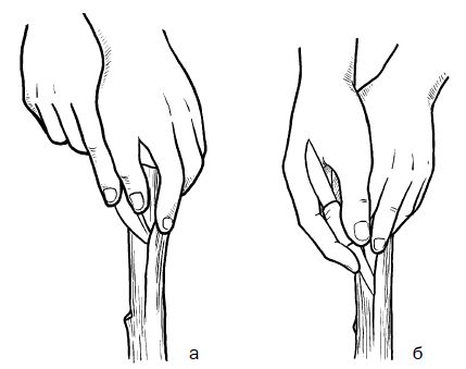 Галина Серикова - Прививка плодовых деревьев: распространенные ошибки и секреты...