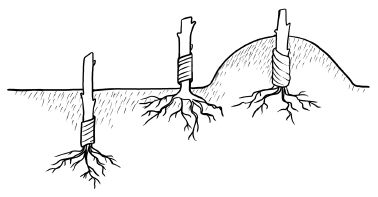 Галина Серикова - Прививка плодовых деревьев: распространенные ошибки и секреты...