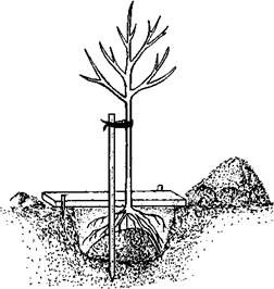 Оксана Петросян - Садовые деревья и кустарники