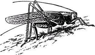 Жан-Анри Фабр - Жизнь насекомых. Рассказы энтомолога