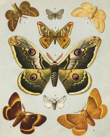 Жан-Анри Фабр - Жизнь насекомых. Рассказы энтомолога