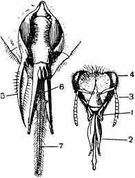 Жан-Анри Фабр - Жизнь насекомых. Рассказы энтомолога