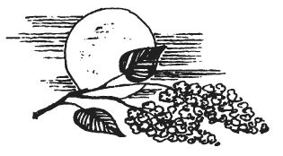 Антология, Михаил Нянковский - Еще раз про любовь. Стихи русских поэтов. Вторая...