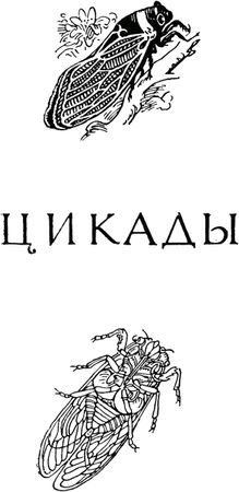 Жан-Анри Фабр - Жизнь насекомых. Рассказы энтомолога