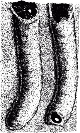 Жан-Анри Фабр - Жизнь насекомых. Рассказы энтомолога
